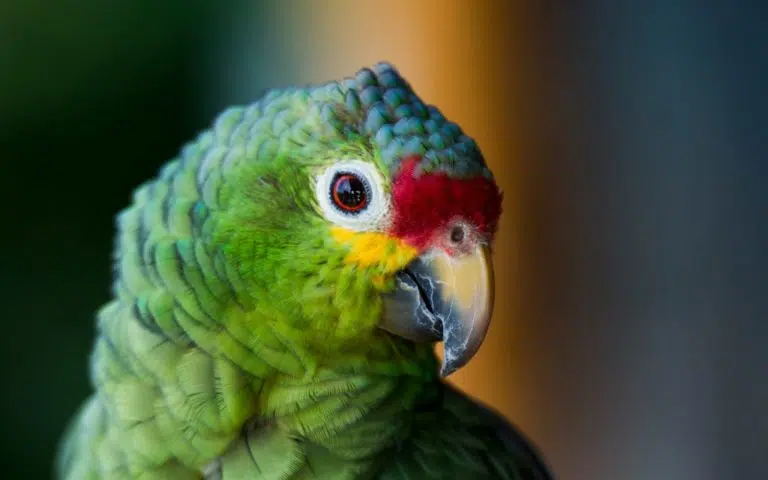 Introduction à la Pura Vida au Costa Rica - Costa Rica | Sur mesure