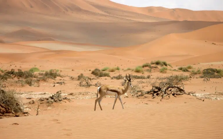 Aventure au cœur du désert et de la savane - Namibie | Sur mesure